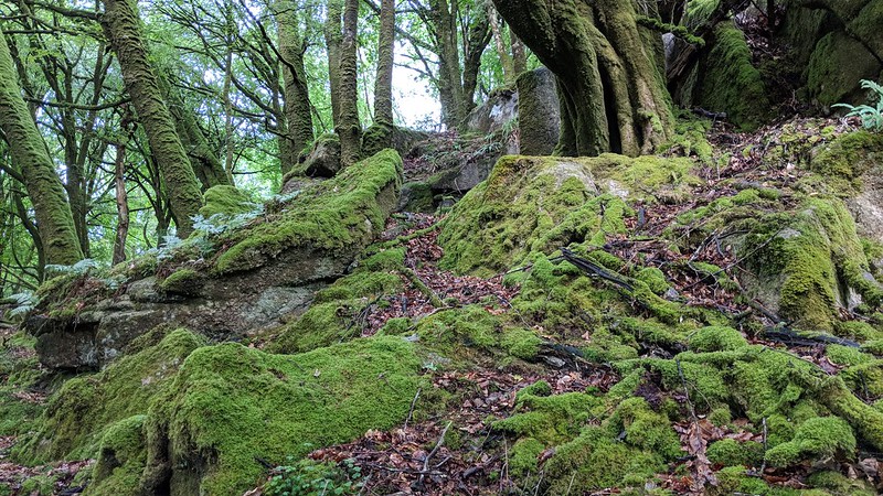 Tors of Dartmoor Database Result: Coffin Wood Tor